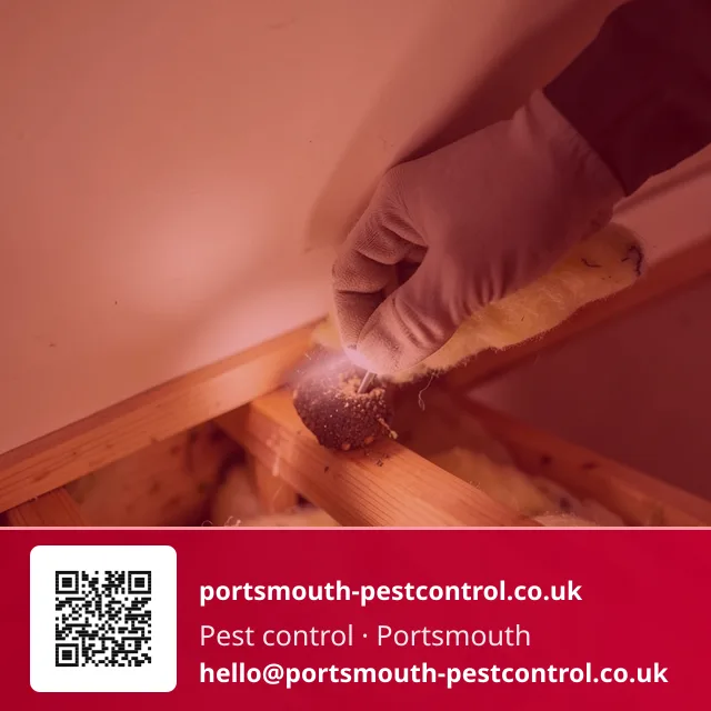 Gloved hand parting loft insulation to place a small bait point beneath the joists